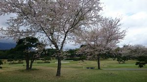 桜まつりゴルフ合宿#8