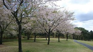 桜まつりゴルフ合宿#11