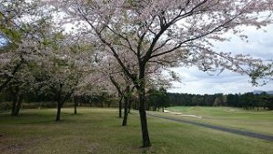 桜まつりゴルフ合宿#12